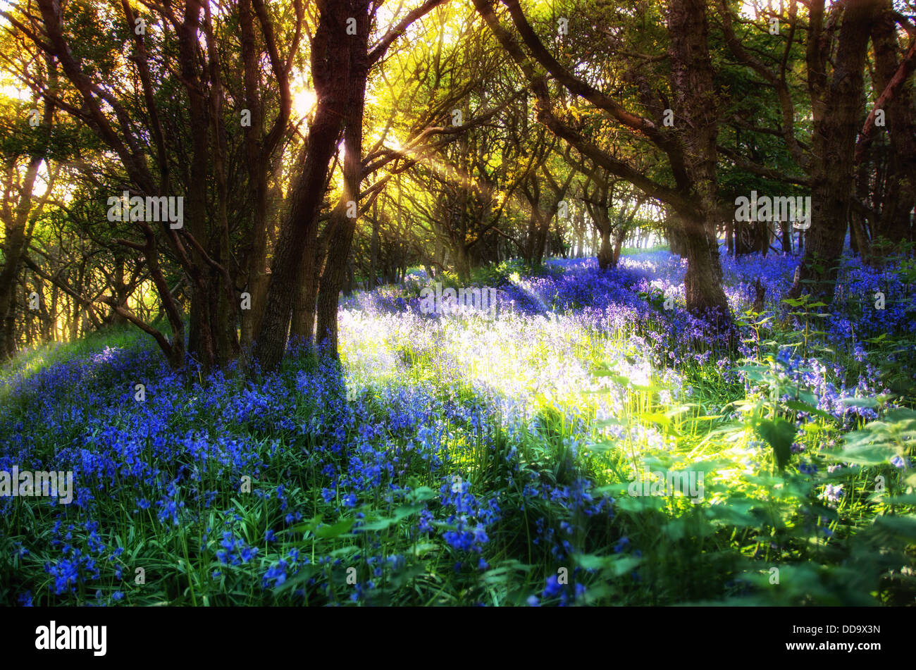 Schottland, Bluebell Blumen Stockfoto