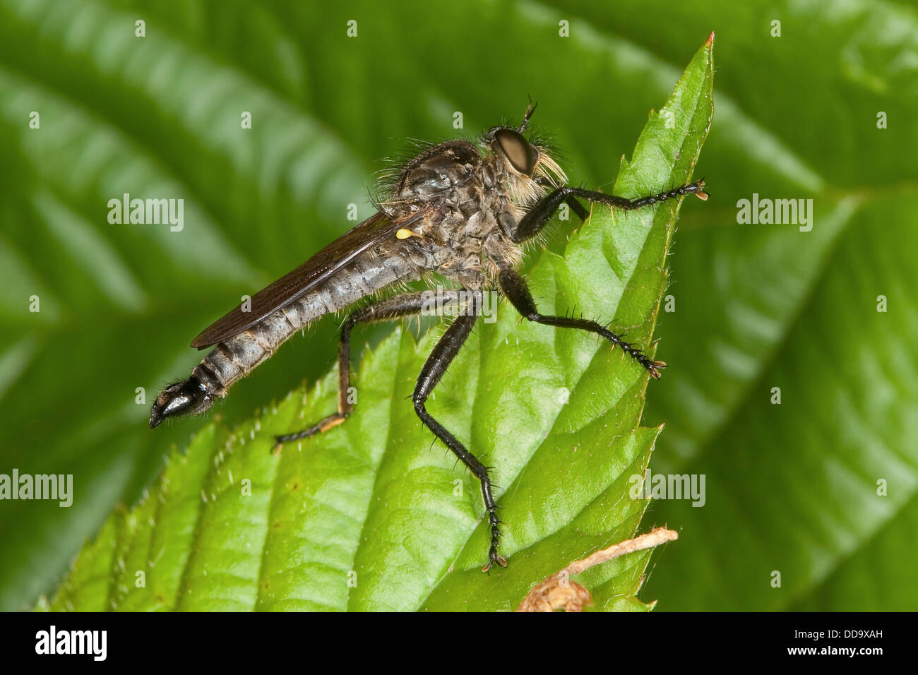 Robberfly, Räuber-Fly, Robberflies, Berg-Raubfliege, Bergraubfliege, Raubfliege, Raubfliegen, Strauchdieb, Didysmachus Picipes Stockfoto