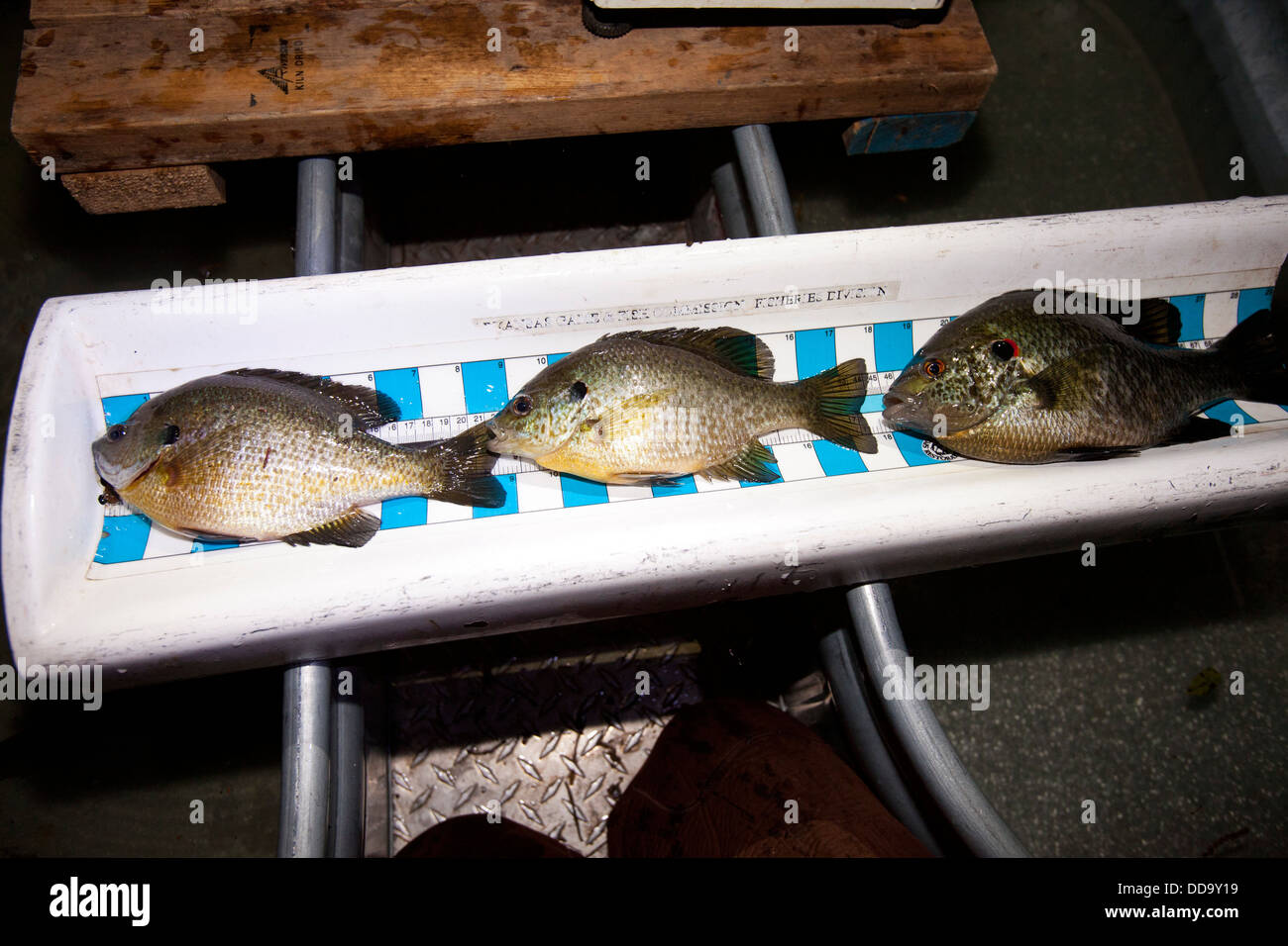 Ein Longear Sunfish, links, ein Hybrid Redear Mondfisch und ein Redear Mondfisch lag auf einem Fischschuppen während einer See-Ökologe Fische zählen. Stockfoto