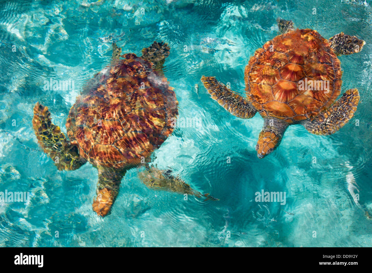 Grüne Meeresschildkröten. Bora Bora. Französisch-Polynesien. Stockfoto