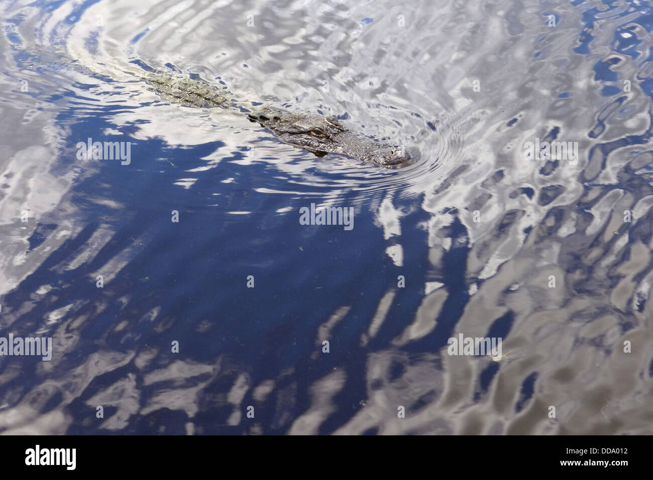 Ein Alligator Schwimmen im Shell Lake im Bereich DuPuis Wasser Management im Kanal Point Florida USA Stockfoto
