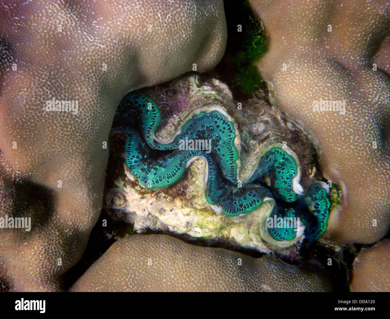 Tridacna-Muscheln. Bora Bora. Französisch-Polynesien. Stockfoto