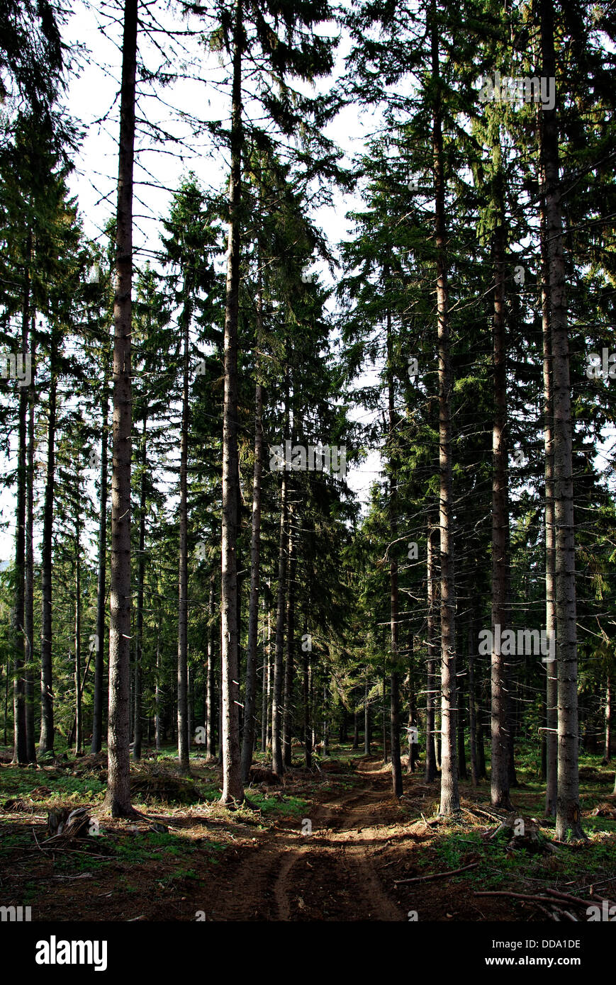 Landstraße durch den Pinienwald, die von der Sonne beleuchtet. Stockfoto