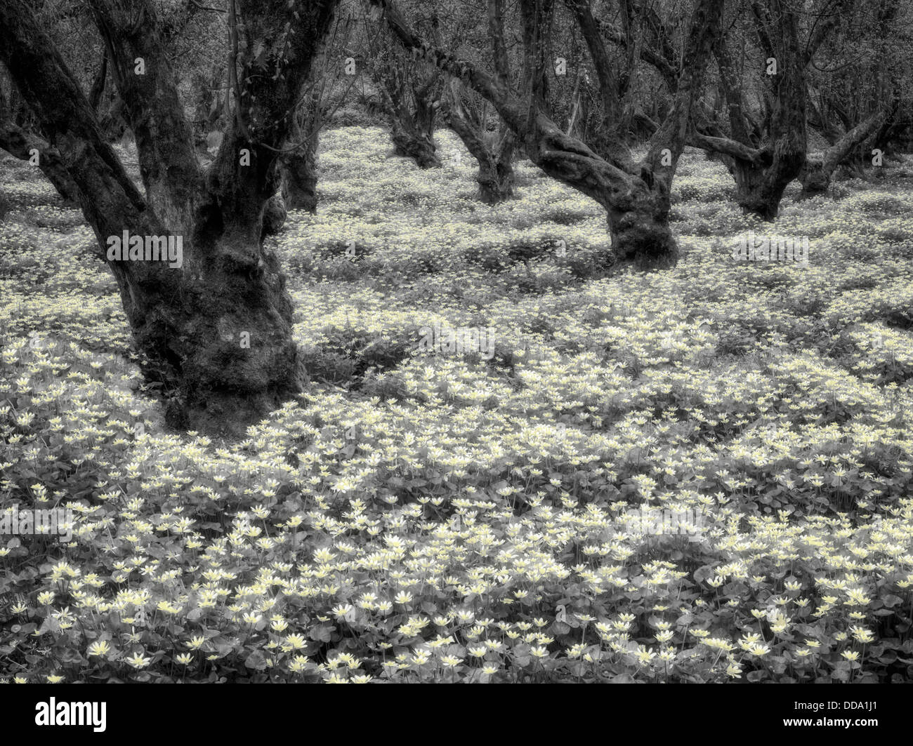 Gelbe Blumen in Filbert Obstgarten. Wilsonville, Oregon Stockfoto