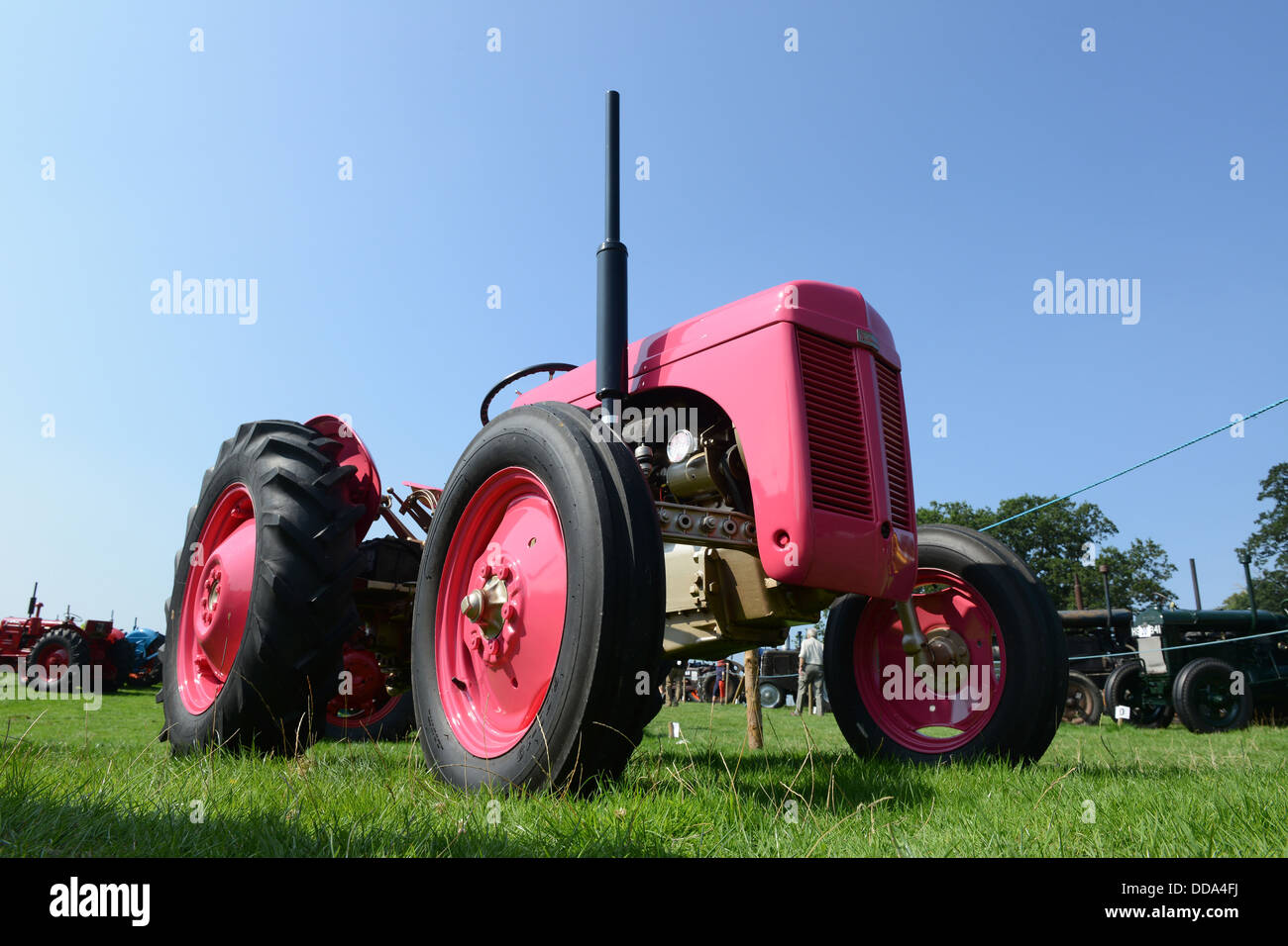 Rosa Ferguson-Traktor Stockfoto