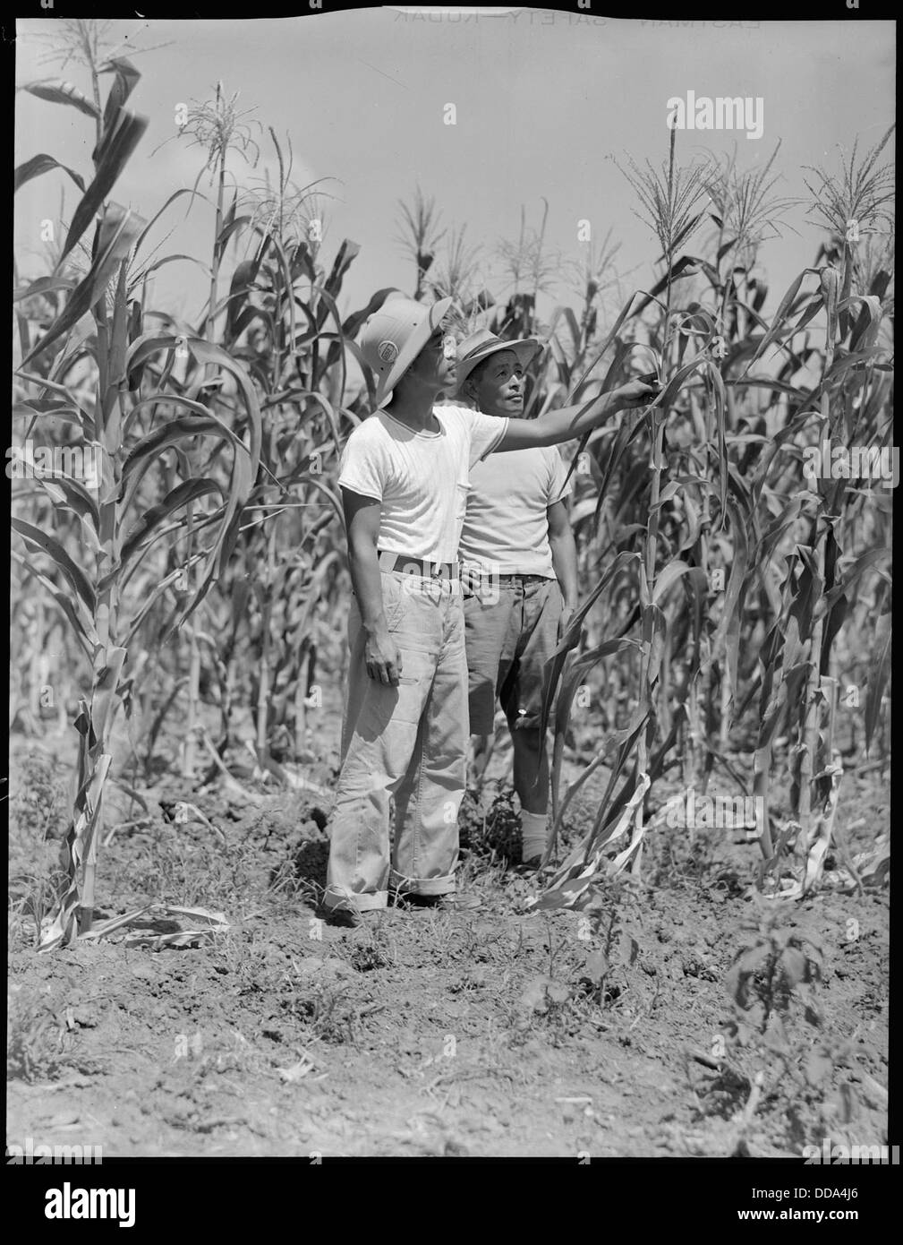 Im Rohwer Relocation Center in McGehee, Arkansas, besichtigen Noboru Matsumoto und Jimmie Ishida die hohen Zypressen, die während der Internierung japanischer Amerikaner im Zweiten Weltkrieg Teil der Umgebung des Lagers waren. Stockfoto