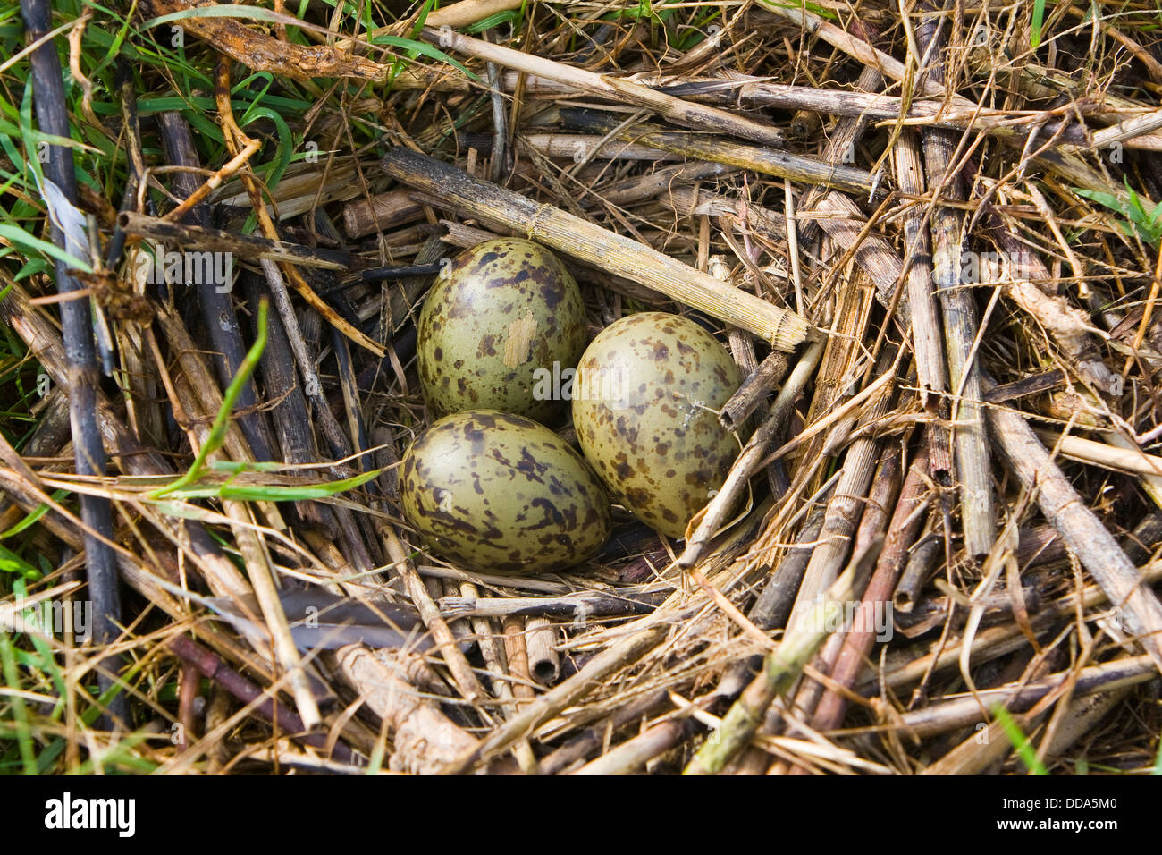 Königliche Tern Eiern im nest Stockfoto