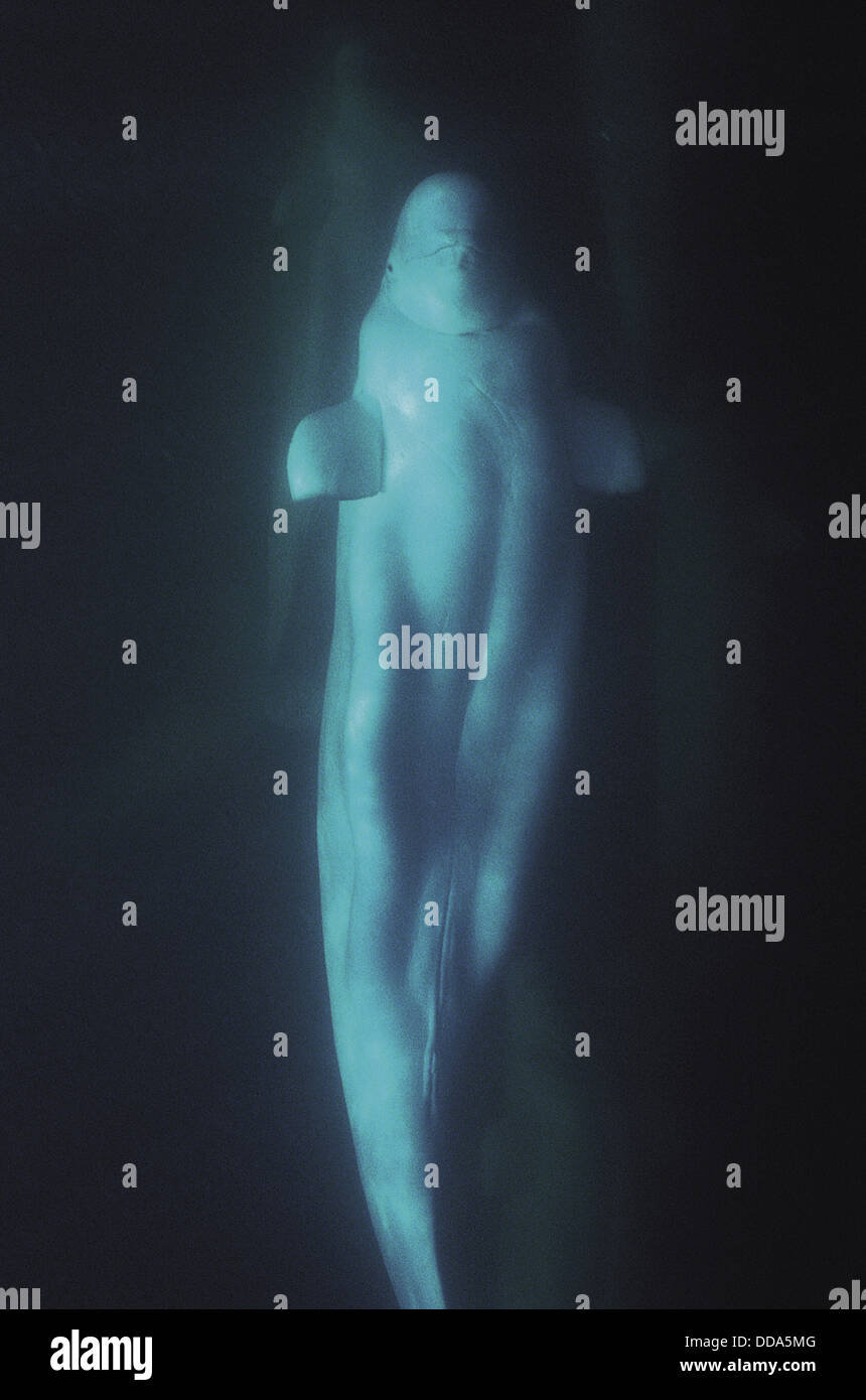 Eine wilde Beluga-Wal oder Meer Kanarienvogel, Delphinapterus Leucas. Stockfoto