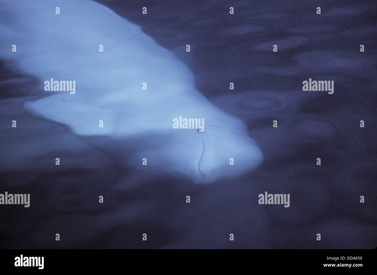 Eine wilde Beluga-Wal oder Meer Kanarienvogel, Delphinapterus Leucas. Stockfoto