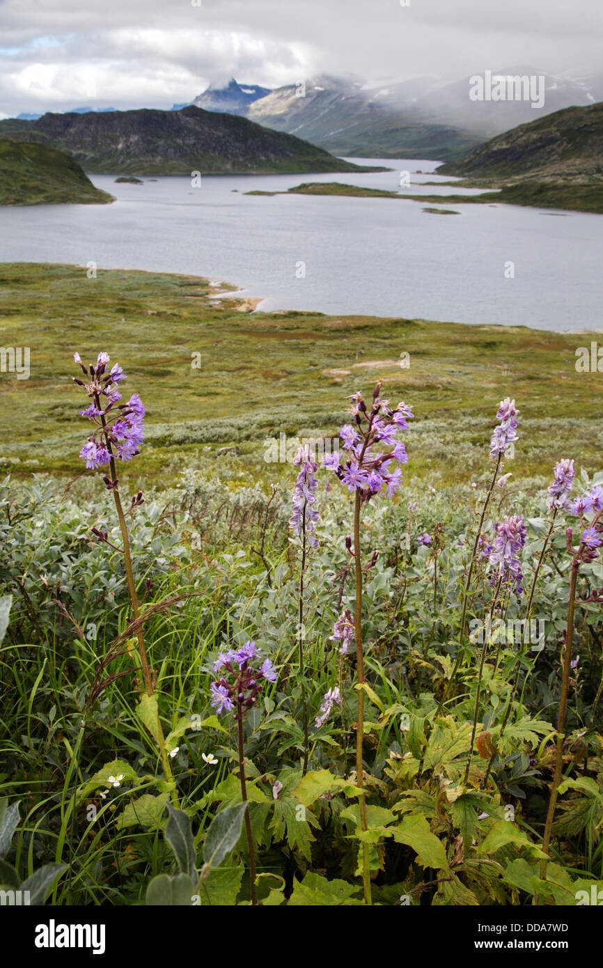 Alpine Blue Sow Thistle Cicerbita Alpina und Eisenhut Aconitum Napellus auf 1400m mit Blick auf See Bygdin, Stockfoto