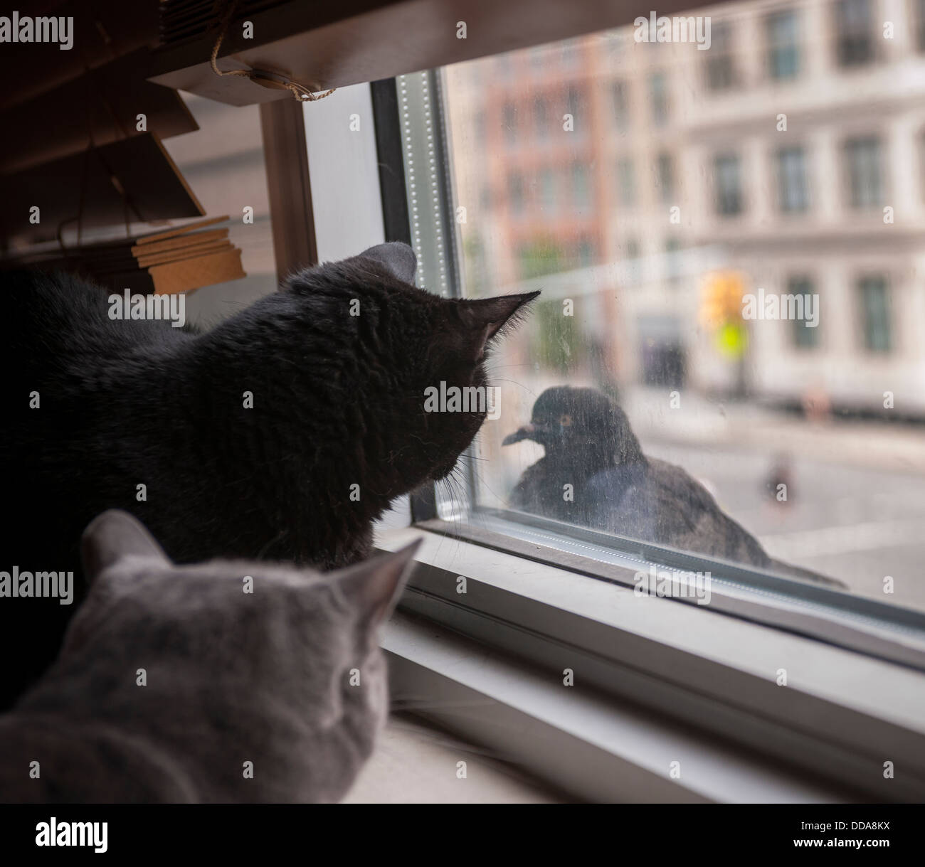 Zwei inländischen kurze Haare Katzen schauen aus dem Fenster sehnsüchtig auf eine Taube thront auf der Fensterbank Stockfoto
