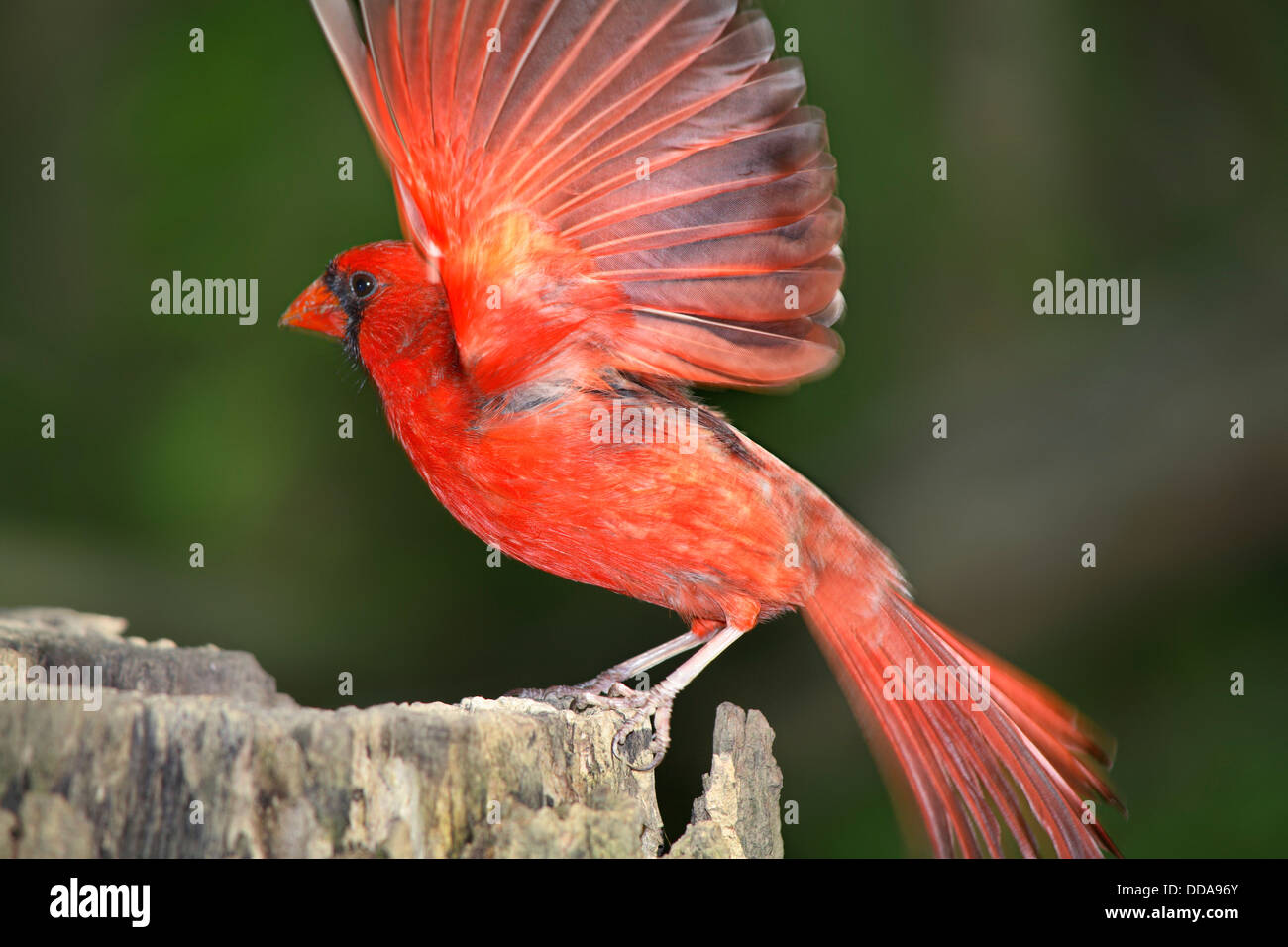 Ein roter Vogel, nördlichen Kardinal mit voll gespreizten Flügeln In Motion erstellen A leichte Bewegungsunschärfe, Cardinalis Kardinäle Stockfoto