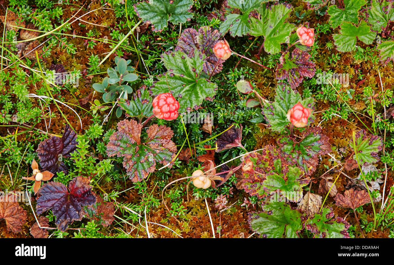 Moltebeeren Rubus Chamaemorus wächst in hohen montane Mooren auf 100m in Jotunheimen-Norwegen Stockfoto