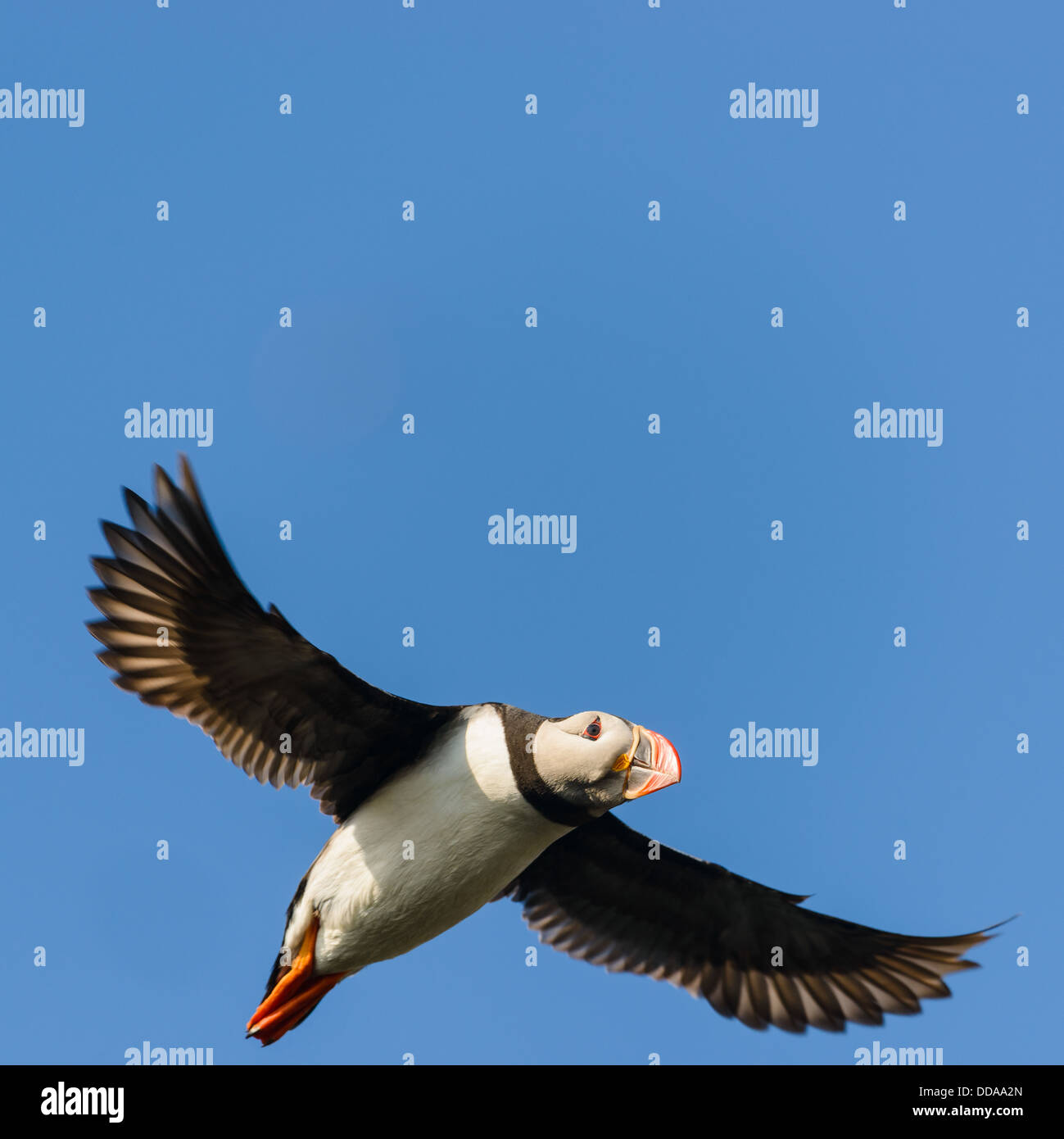 Papageientaucher fliegen gegen strahlend blauen Himmel, Mykines, Färöer Inseln Stockfoto