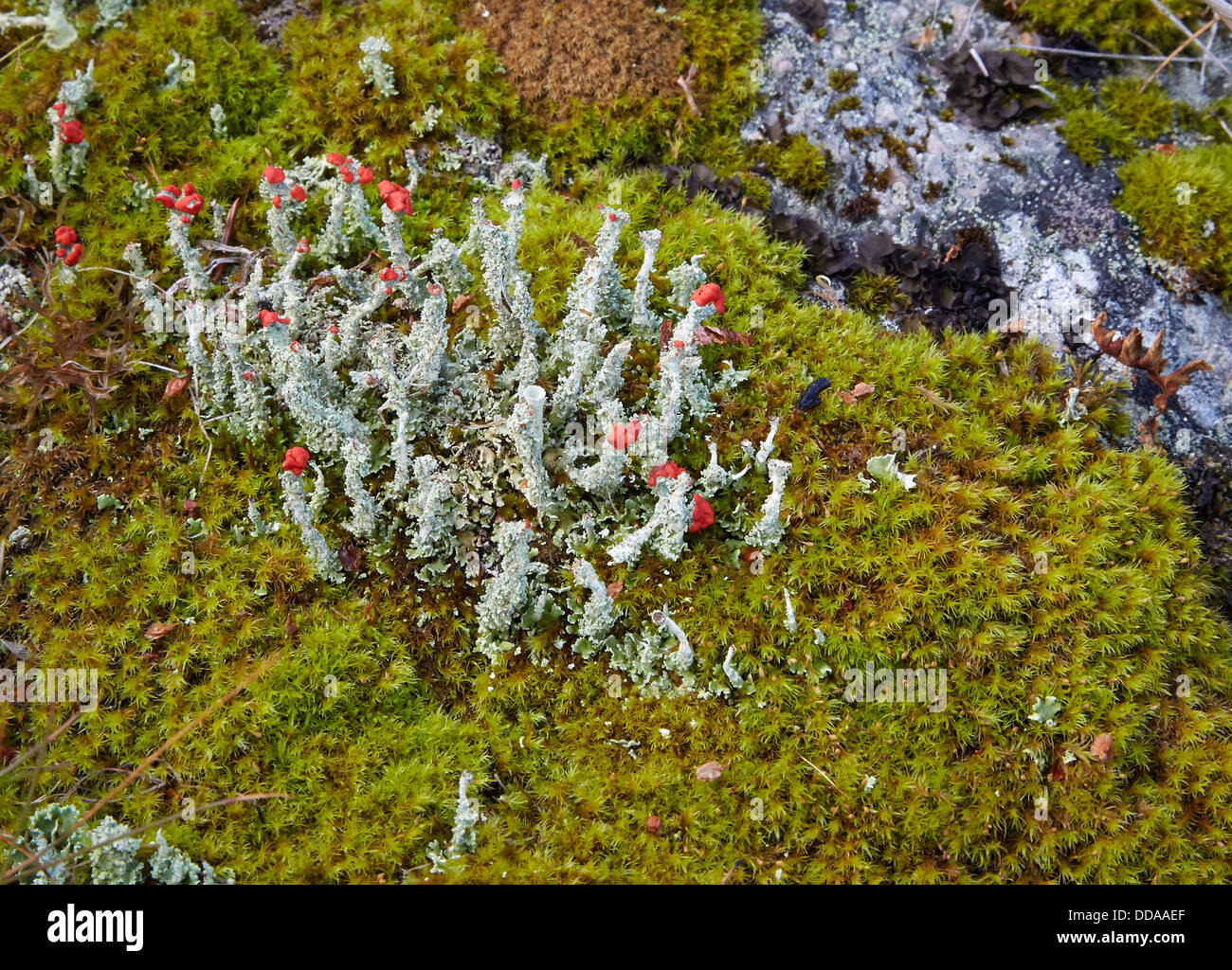 Cladonia Flechten-Arten mit scarlet rote Fruchtkörper wachsen unter Moos auf 1000m auf einem norwegischen Berg Stockfoto