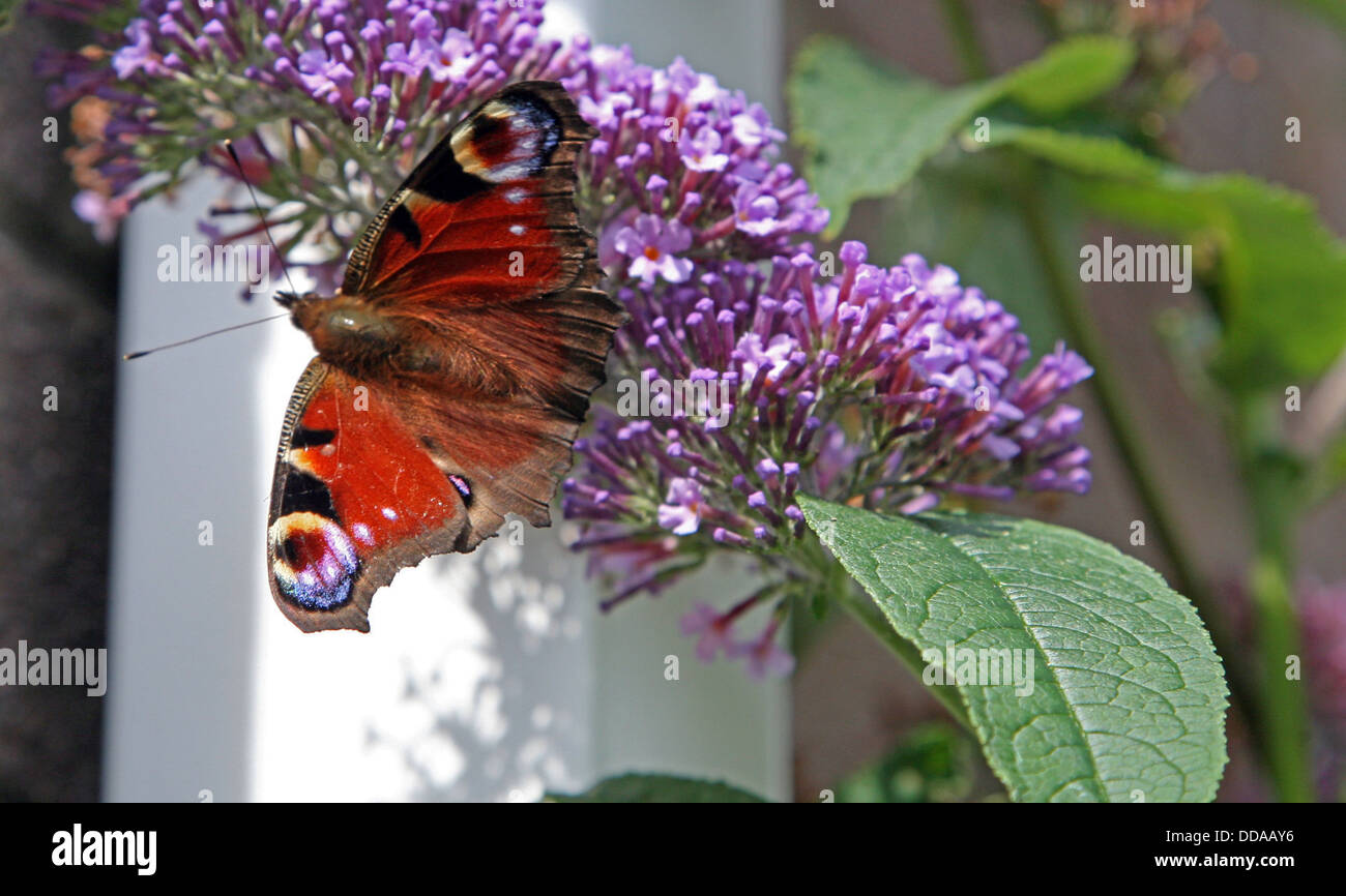 Roter Schmetterling auf budlia Stockfoto