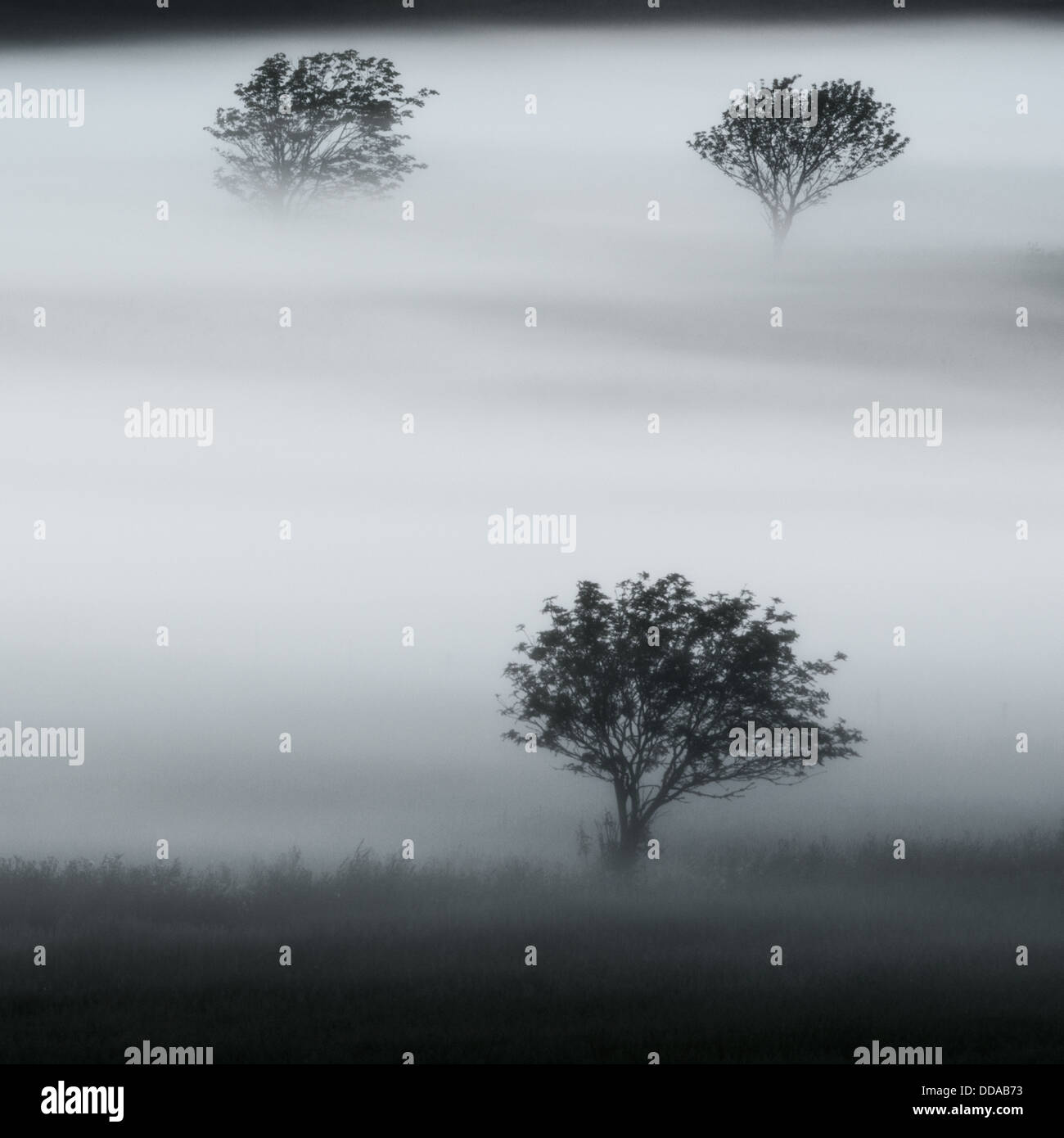 Drei Bäume im Nebel, Halland, Schweden Stockfoto