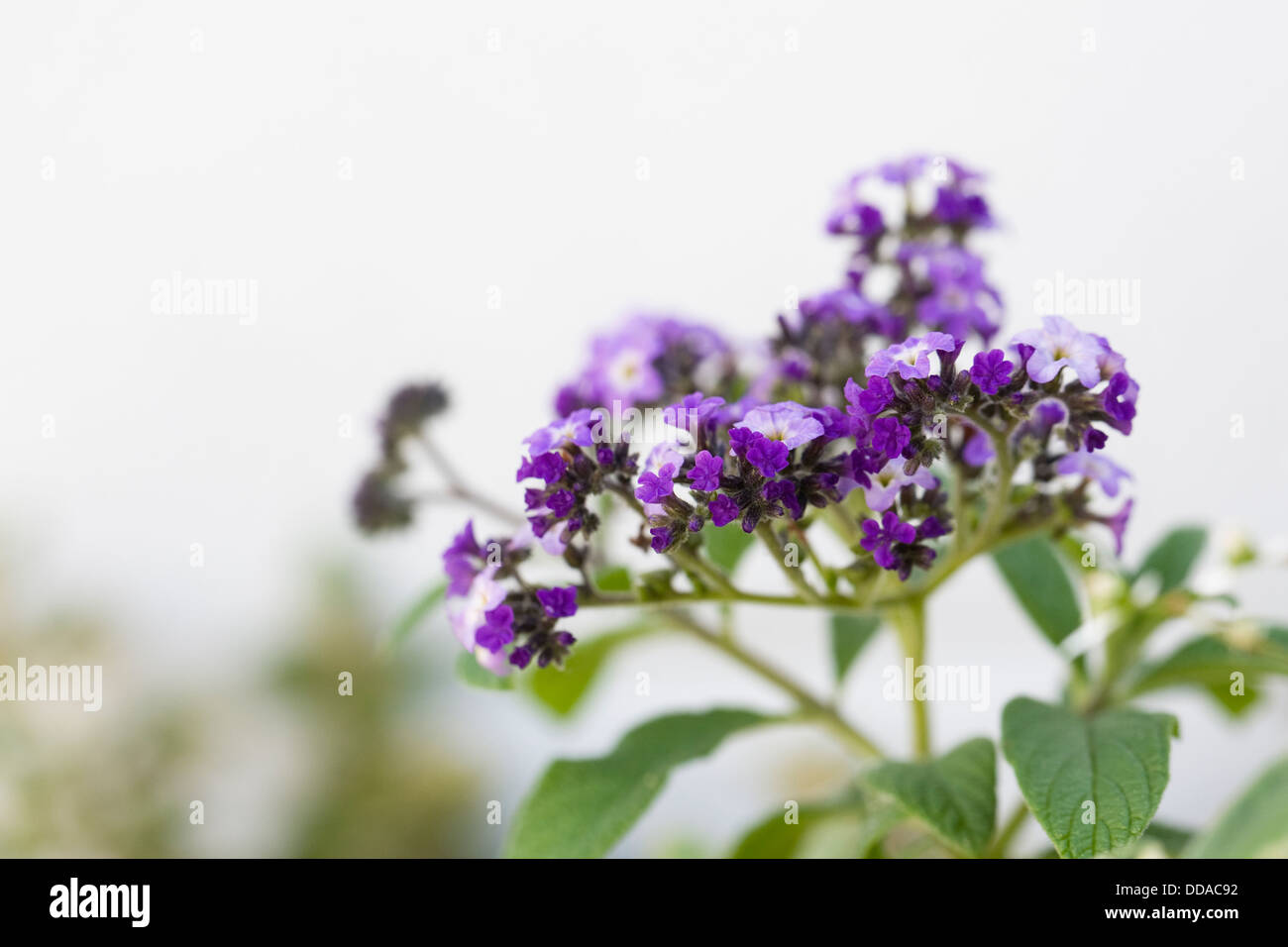 Heliotropium in einem Sommer-Innenhof-Garten. Heliotrop Blumen wachsen gegen eine weiße Wand. Stockfoto