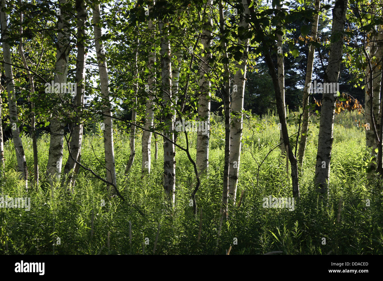 Birken Stockfoto