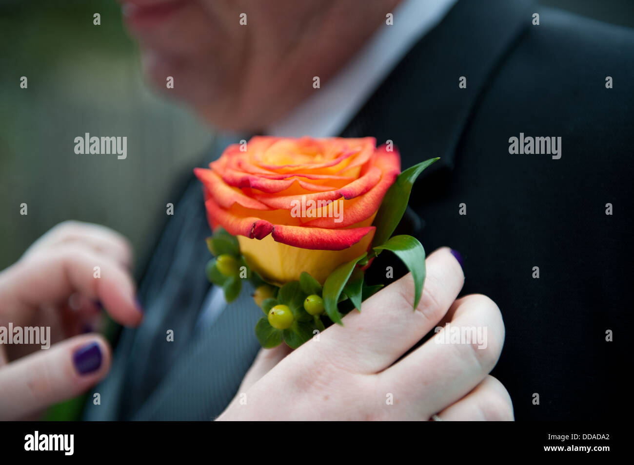 Braut Boutineer auf ihren Vater anheften Stockfoto