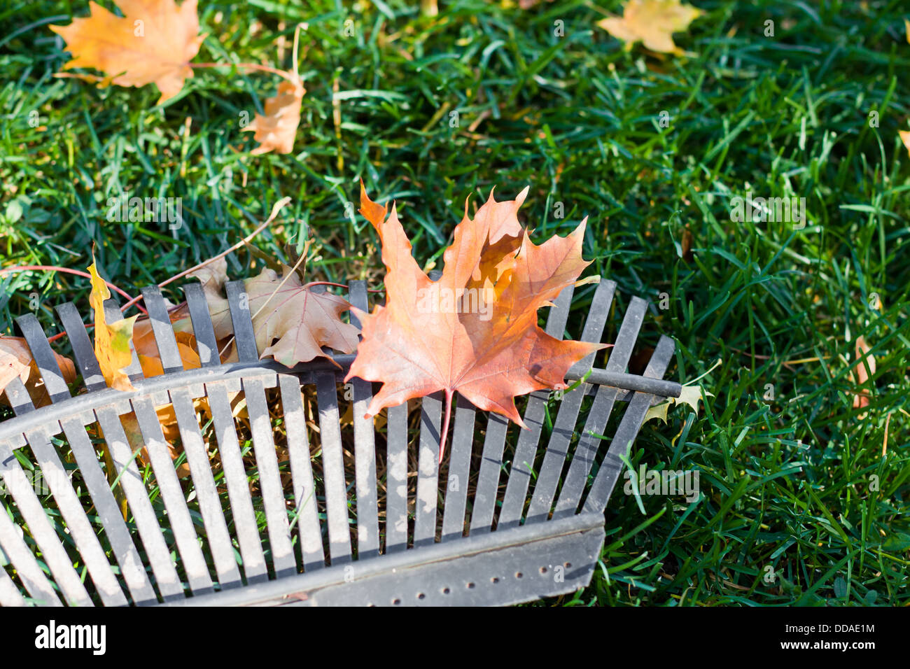 Nahaufnahme einer Harke und Herbst Blätter über grünen Rasen Stockfoto
