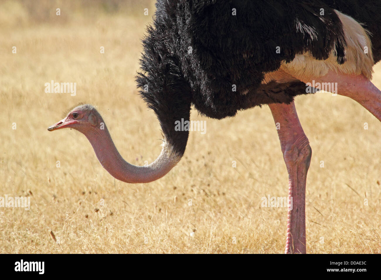 Nahaufnahme von einem männlichen Strauß (Struthio Camelus) zu Fuß Stockfoto