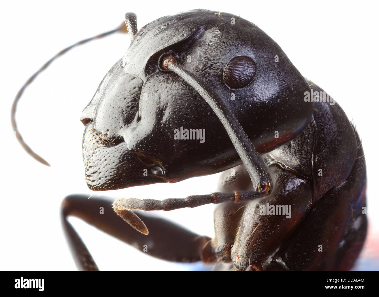 Schwarzer Garten Ant niedrigen vergrößern Stockfoto