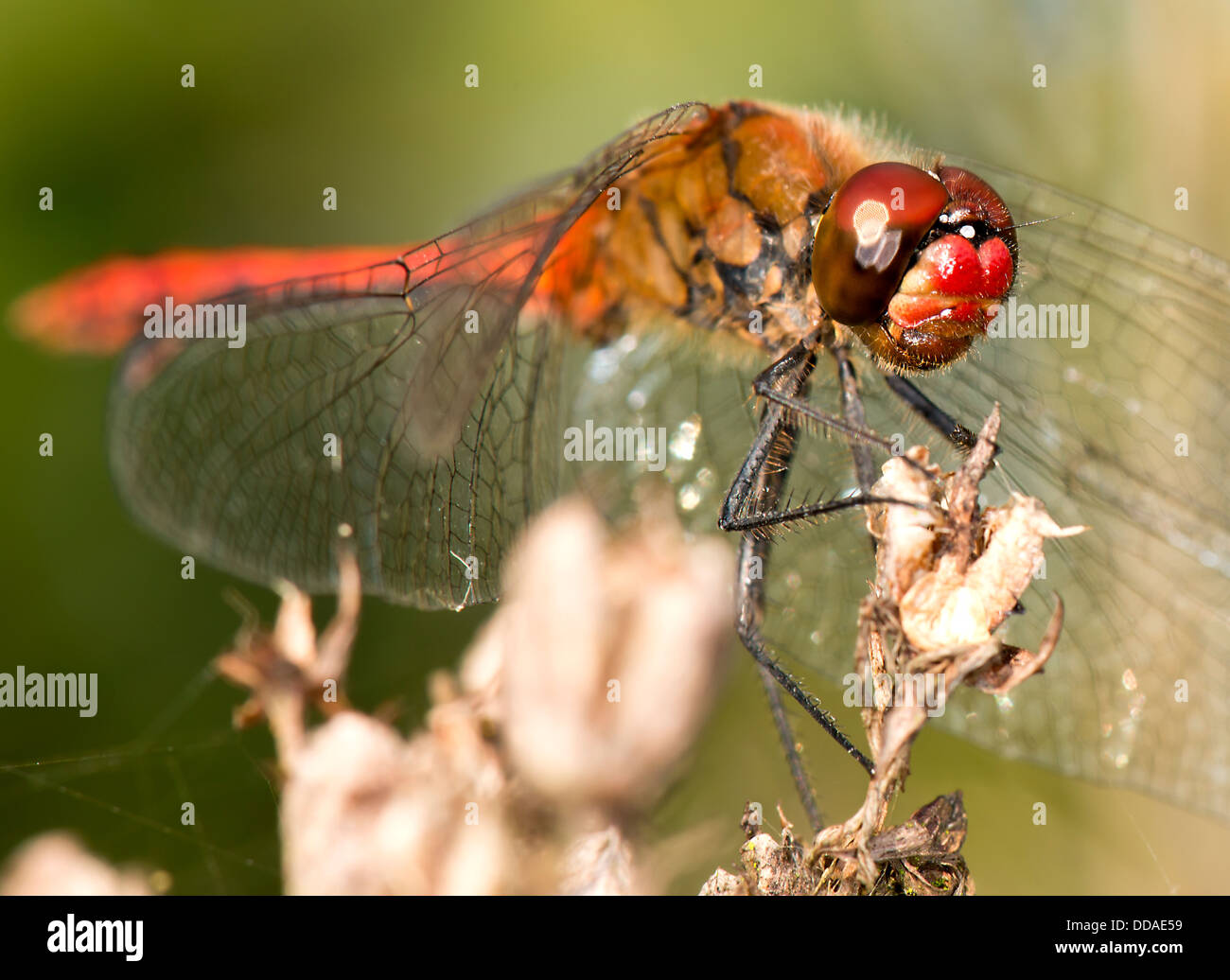 rote Libelle beobachtet mich mit seinem fotografieren Stockfoto