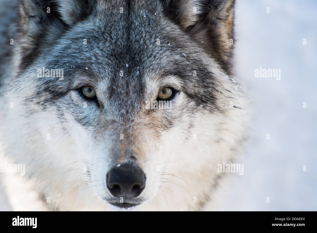 Wolf, Blick geradeaus Stockfoto