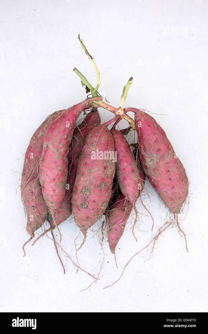 Süßkartoffel-Pflanze Ernten mit Knollen im Boden Schmutz Oberfläche Stockfoto