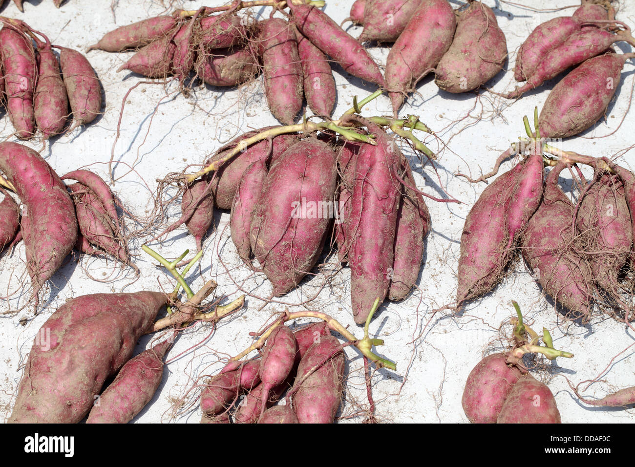 süße Kartoffeln Pflanze mit Knollen im Boden Schmutz Oberfläche Stockfoto