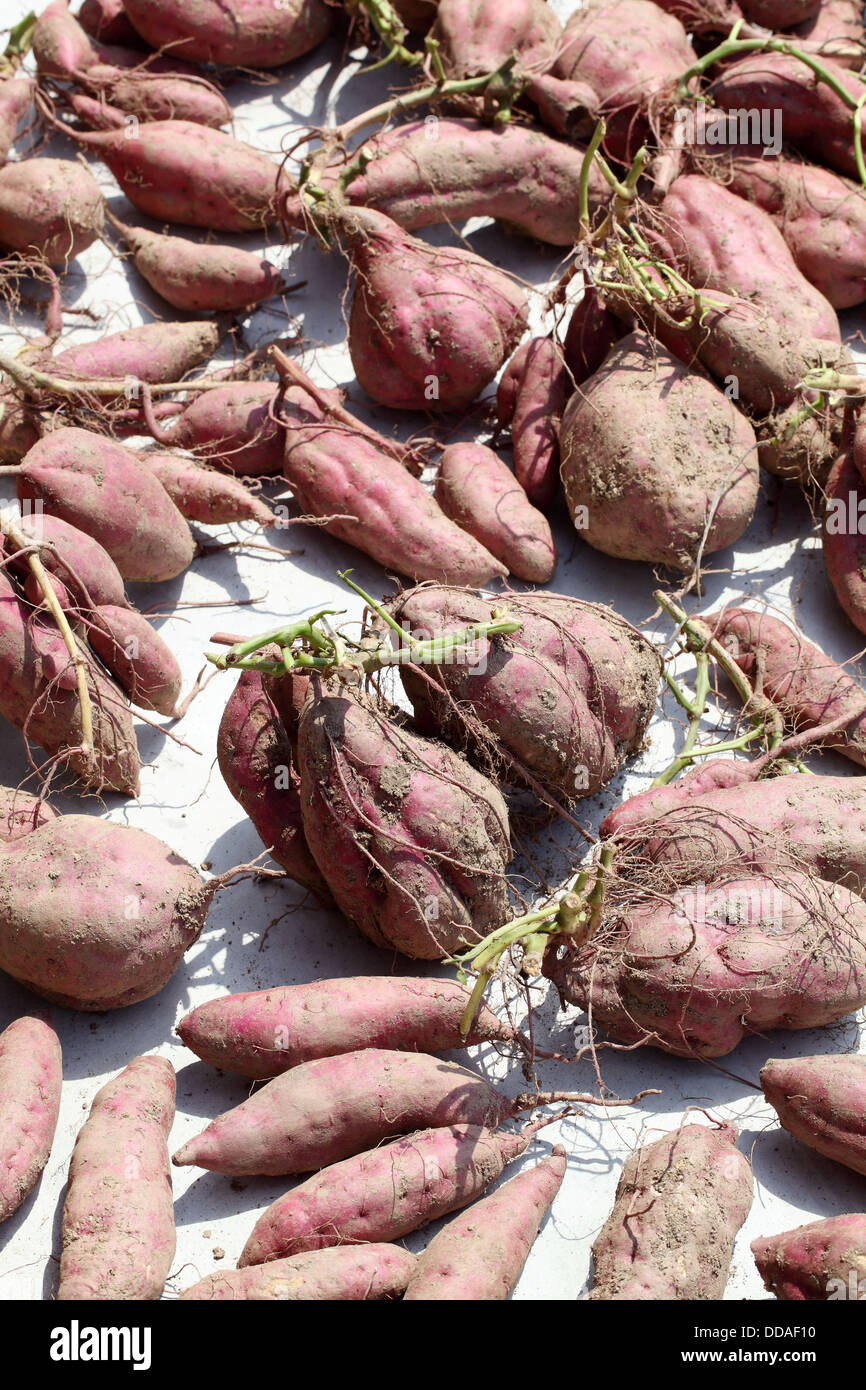 süße Kartoffeln Pflanze mit Knollen im Boden Schmutz Oberfläche Stockfoto