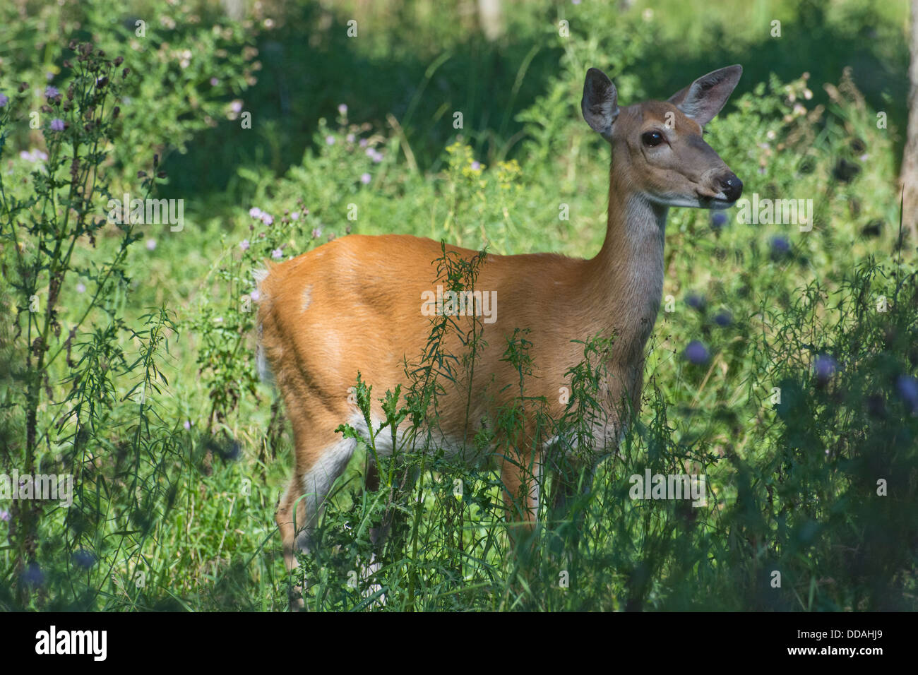 Einen sonnigen White-Tailed Doe. Stockfoto