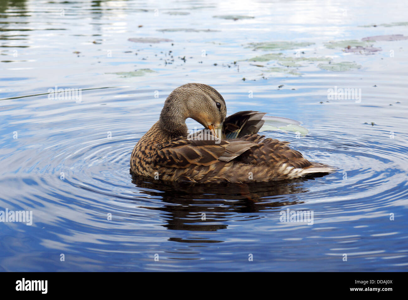 Weibliche Stockente putzen Stockfoto