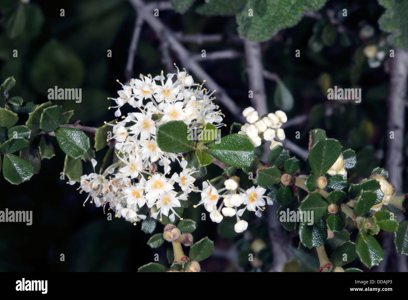 Nahaufnahme von Point Reyes Ceanothuis / Bush-Holly Ceanothus/Ruhm / Ehre Mat Blumen - Ceanothus Gloriosus - Familie Rhamnaceae Stockfoto