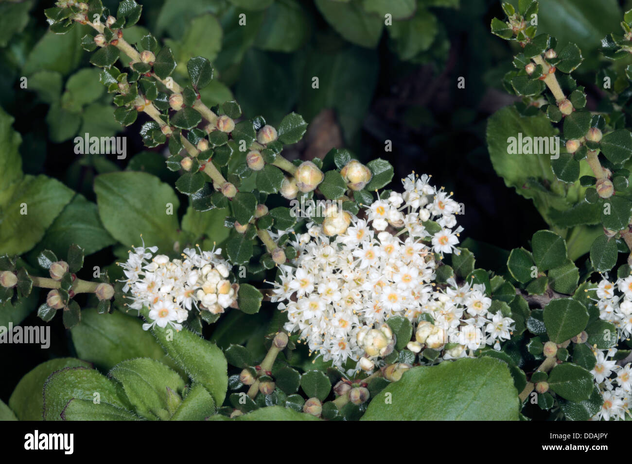 Nahaufnahme von Point Reyes Ceanothuis / Bush-Holly Ceanothus/Ruhm / Ehre Mat Blumen - Ceanothus Gloriosus - Familie Rhamnaceae Stockfoto