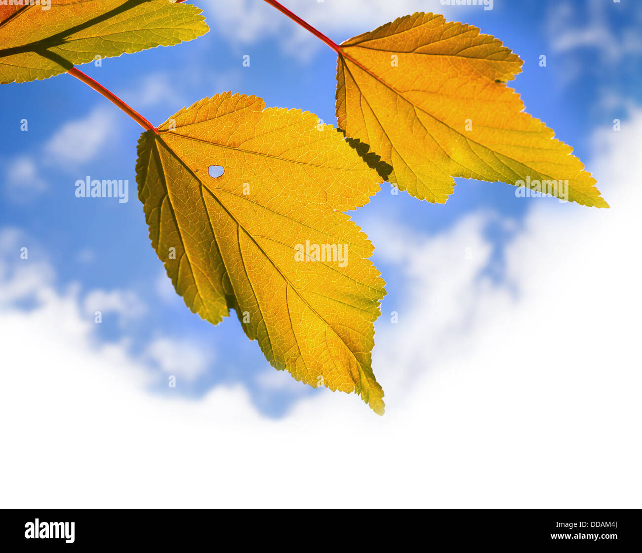 Gelbe herbstliche Blätter über hellen bewölkten Himmelshintergrund Stockfoto