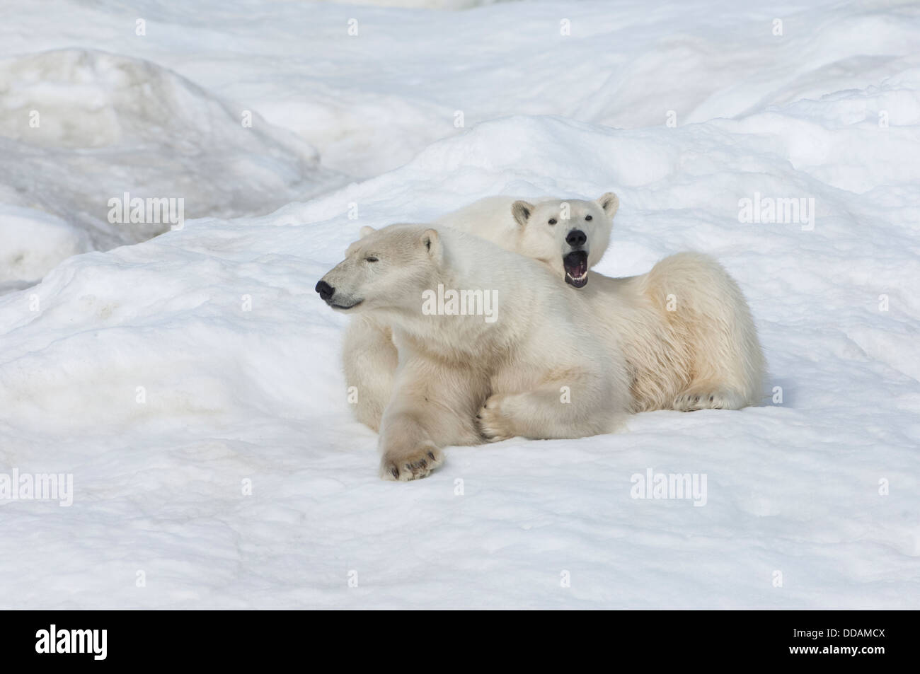 Mutter Eisbär mit einer zwei Jahre alten Jungen (Ursus Maritimus), Wrangel Island, Russland Stockfoto