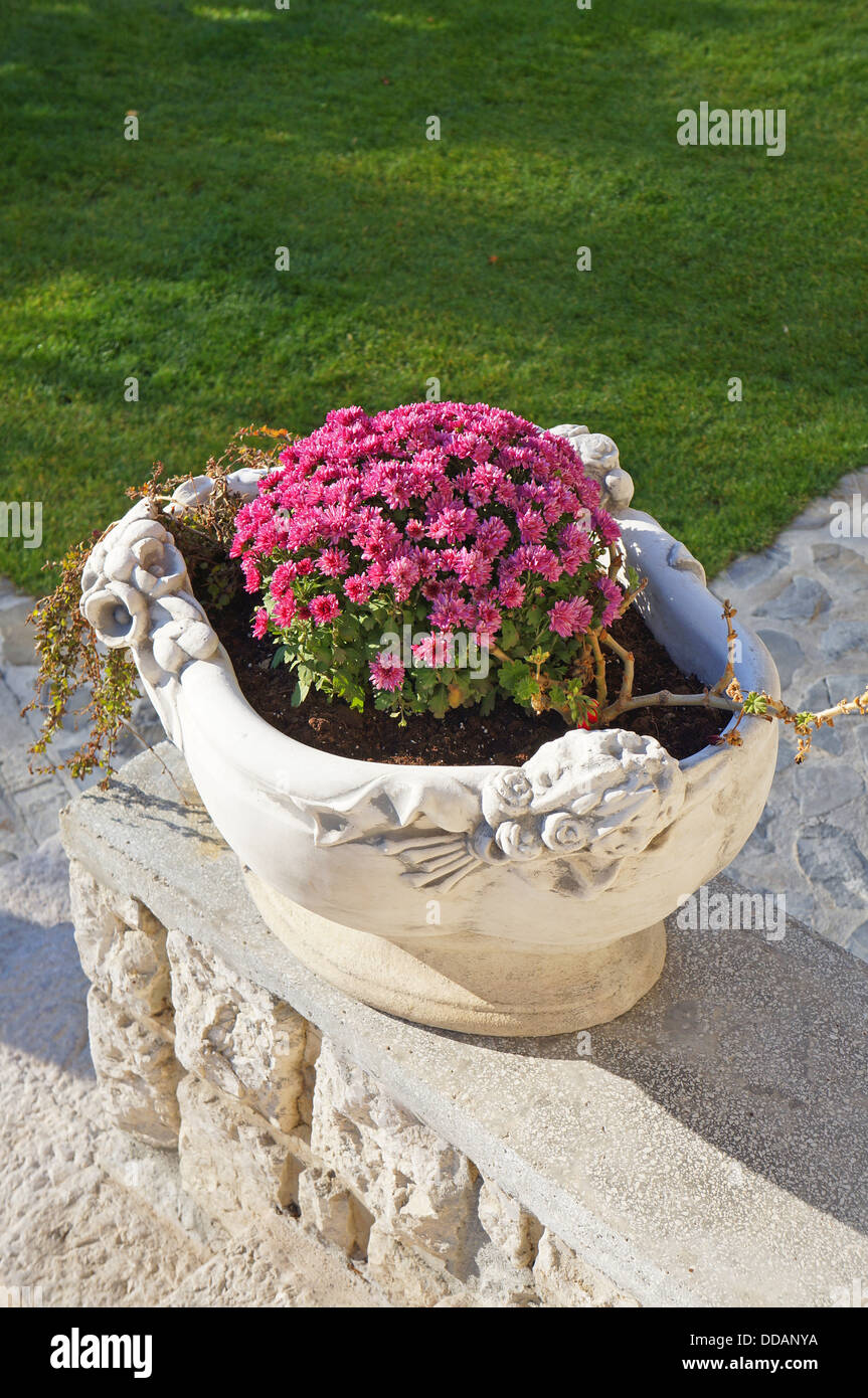 Stein-Blumentopf mit rosa Blumen und grünen Rasen auf dem Hintergrund Stockfotografie