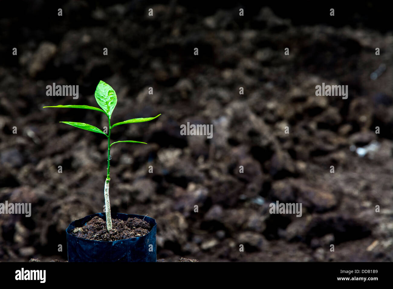 Für die Bepflanzung auf dem Bauernhof sprießen Stockfoto