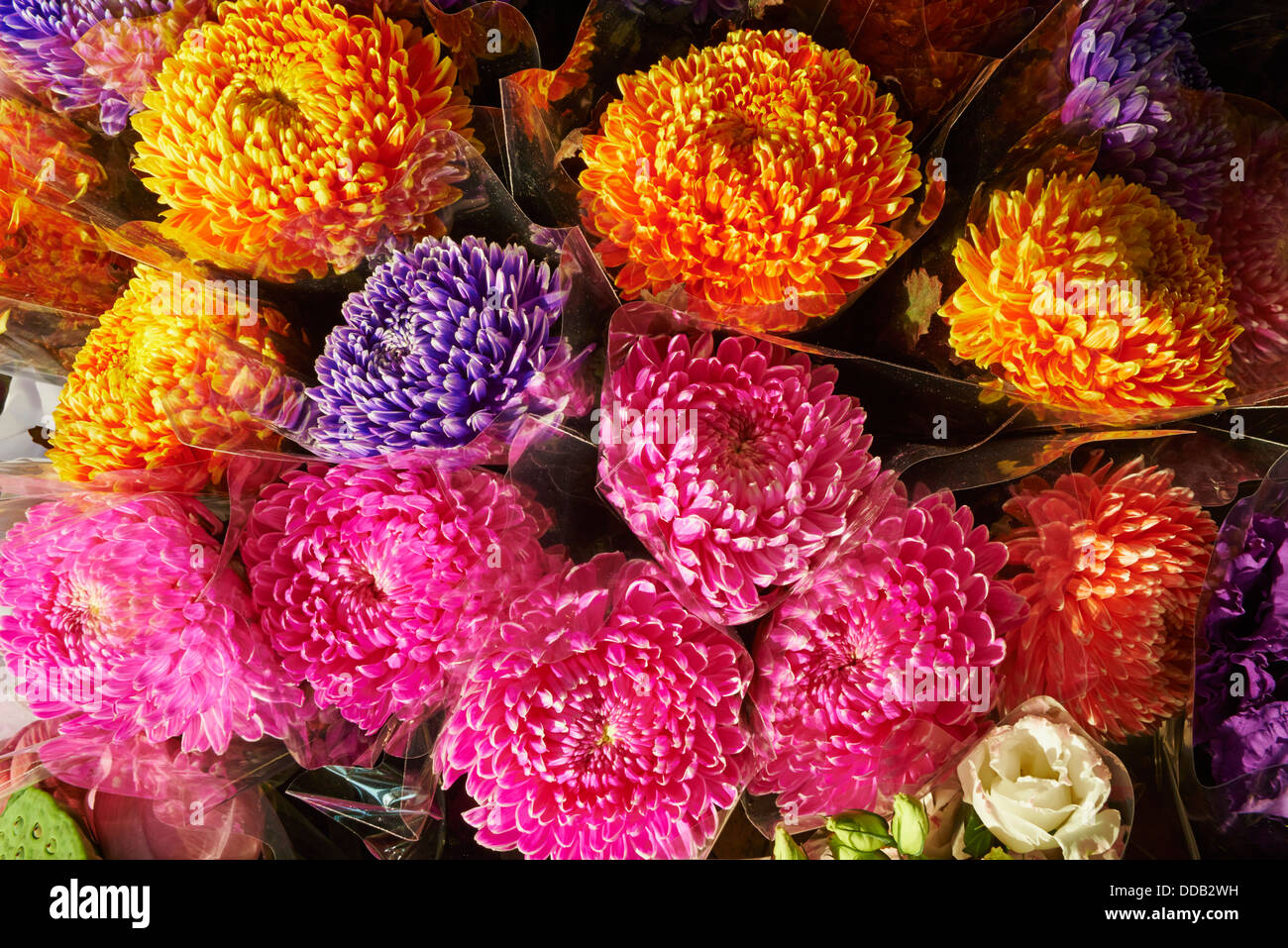 China, Hongkong, Kowloon, Mongkok, Flower Market Road Stockfoto