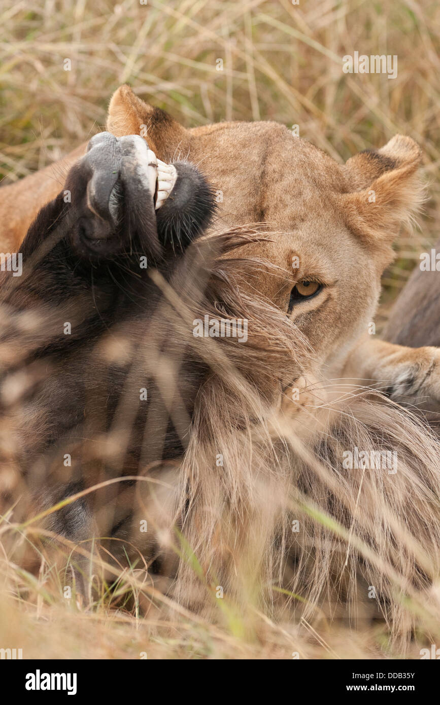 Todesgriff. Löwin erstickt ihre Beute. Stockfoto