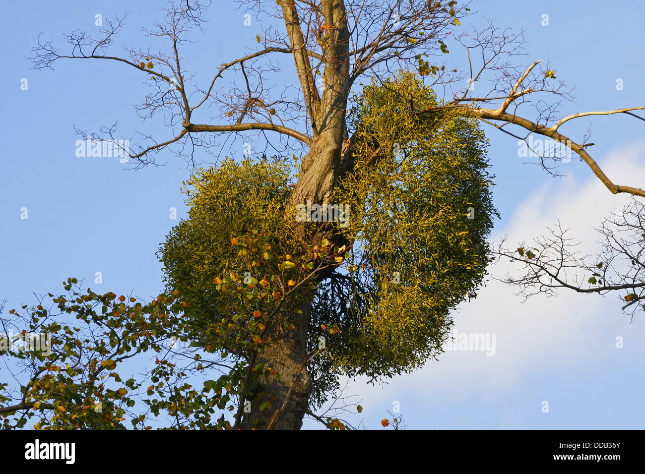 Mistel, Viscum Album auf Buche wächst. Oktober getroffen. Knole Park, Kent, UK. Stockfoto