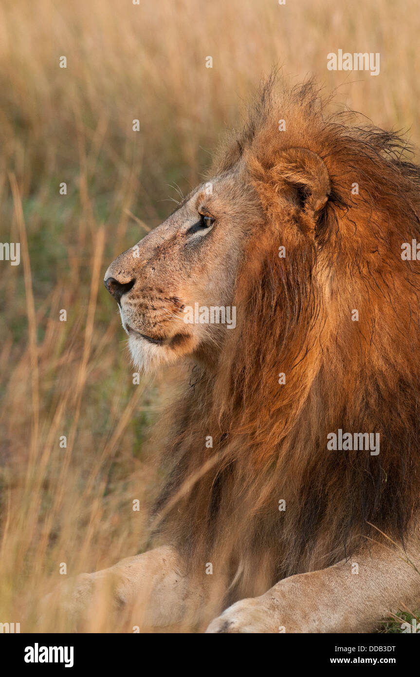 Männlicher Löwe Seite Profil, als es kurz nach Sonnenaufgang in Ferne starrt. Stockfoto