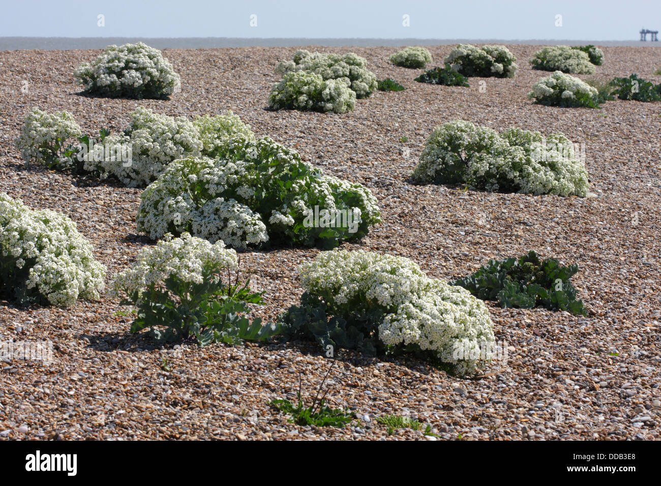 Meerkohl Crambe Maritima Gruppe von Pflanzen wachsen auf Kiesstrand Suffolk, UK Stockfoto
