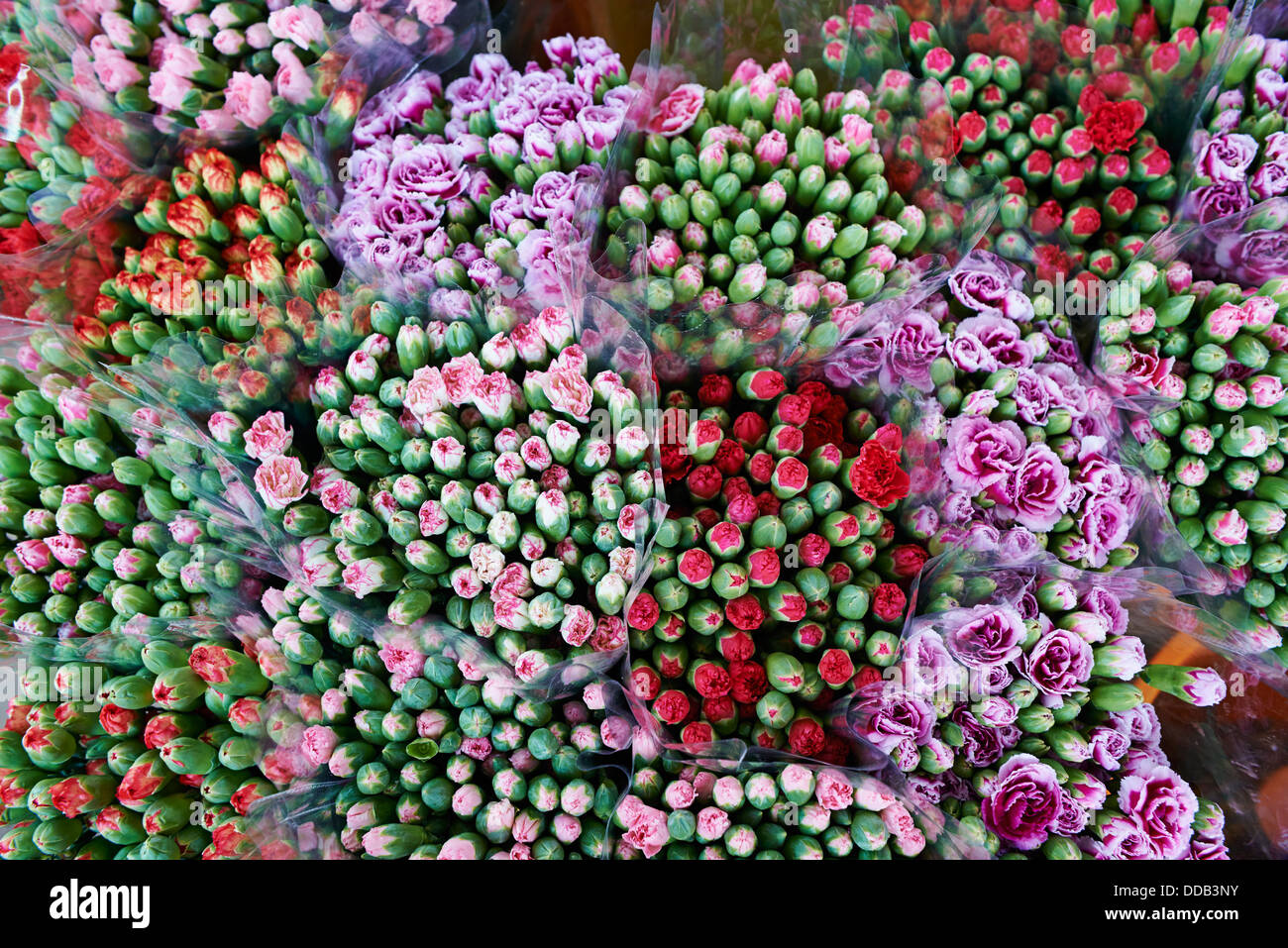 China, Hongkong, Kowloon, Mongkok, Flower Market Road Stockfoto