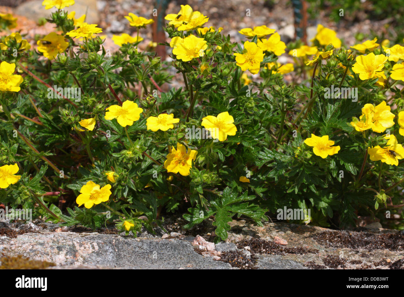 Alpine Fingerkraut Potentilla Crantzii, Gruppe von Blumen der Cairngorms, Schottland, UK Stockfoto