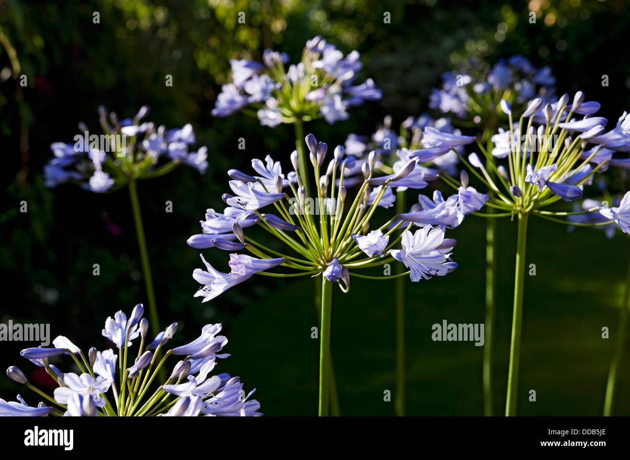 Nahaufnahme von blassblauen Acapanthus-Blumen Blüten im Garten im Sommer England Vereinigtes Königreich GB Großbritannien Stockfoto