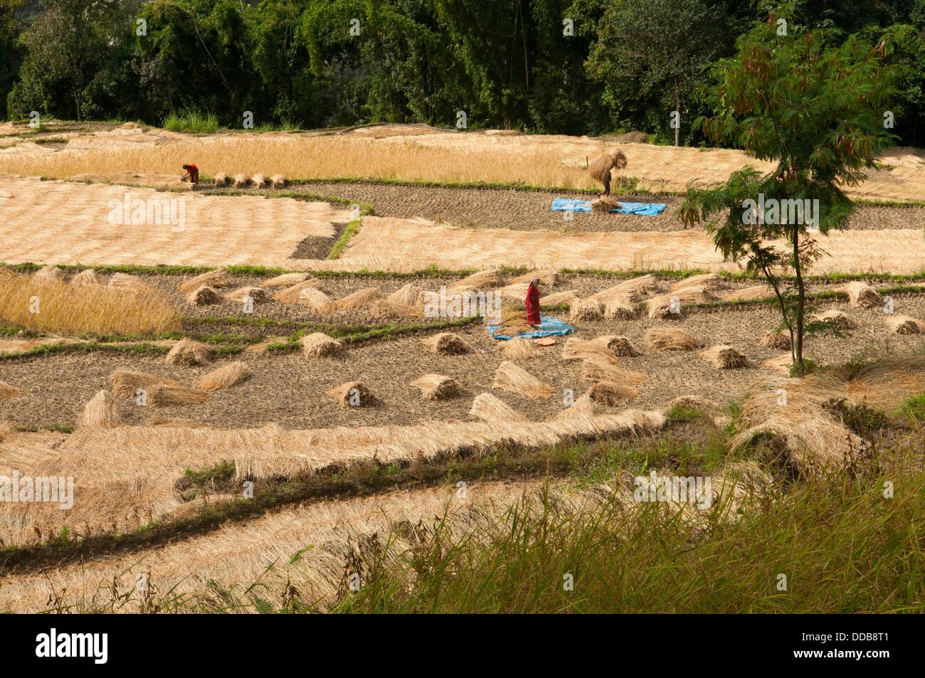 Reisanbau in der Annapurna Region Nepal Stockfoto