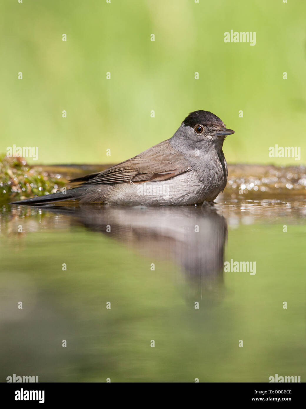 Männliche schwarze Kappe (Sylvia Atricapilla) spiegelt sich in einem Wald-pool Stockfoto